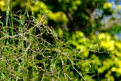 Sophora microphylla