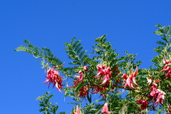 Clianthus puniceus