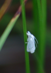 Microcrambus biguttellus