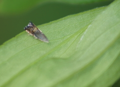 Grapholita angleseana