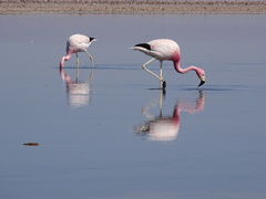 Phoenicoparrus andinus