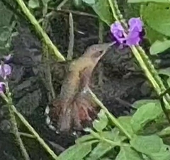Chrysolampis mosquitus
