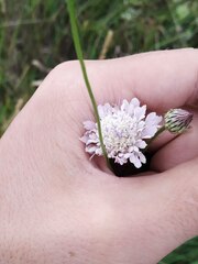 Cephalaria transsylvanica