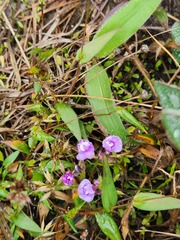 Utricularia caerulea