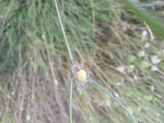 Neoscona adianta