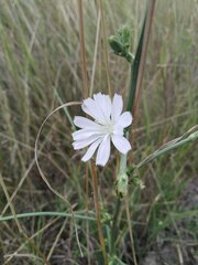 Cichorium intybus