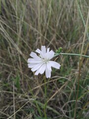 Cichorium intybus