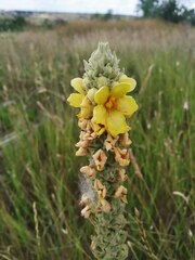 Verbascum