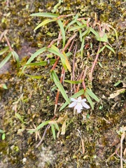 Dendrobium gopalanii