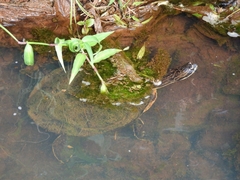 Phrynops williamsi