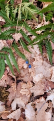 Caulophyllum thalictroides