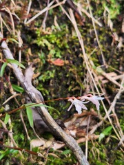 Dendrobium gopalanii