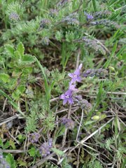 Veronica capsellicarpa