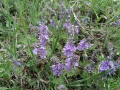 Veronica capsellicarpa