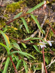 Dendrobium gopalanii