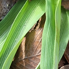 Tradescantia gigantea
