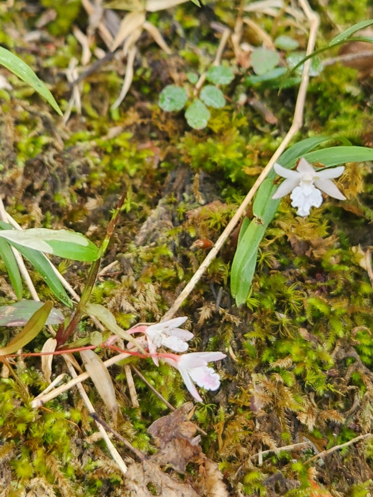 Dendrobium gopalanii M.Sulaiman & Murugan 4