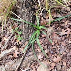Tradescantia gigantea