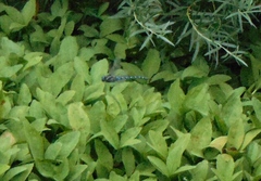 Aeshna palmata