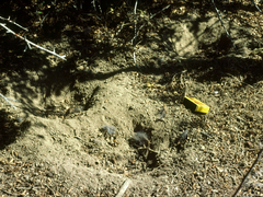 Callipepla californica