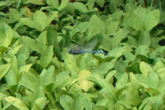 Aeshna palmata