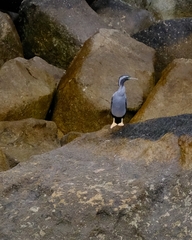 Phalacrocorax punctatus
