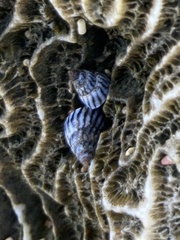 Echinolittorina ziczac