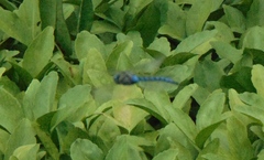 Aeshna palmata