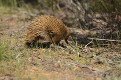 Tachyglossus aculeatus multiaculeatus