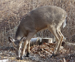 Odocoileus virginianus borealis