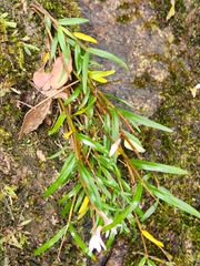 Dendrobium gopalanii