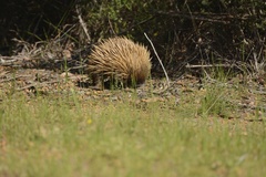 Tachyglossus aculeatus multiaculeatus