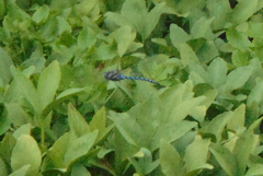 Aeshna palmata