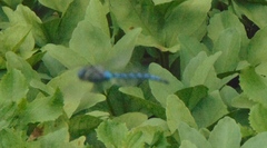 Aeshna palmata