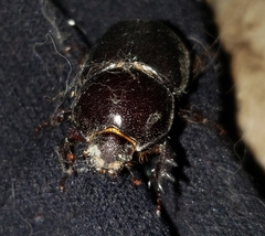 Diloboderus abderus