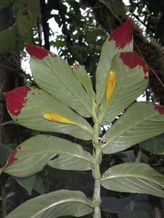 Columnea ericae