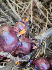 Strobilanthes lurida