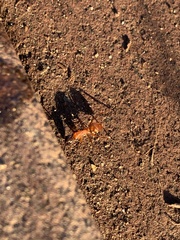 Camponotus sansabeanus