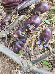 Strobilanthes lurida