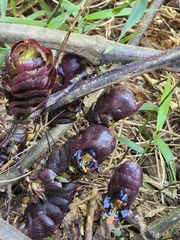Strobilanthes lurida