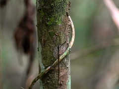 Paraphasma sooretama