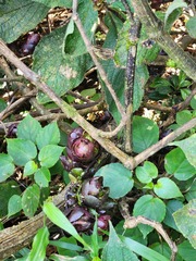 Strobilanthes lurida