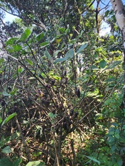 Strobilanthes lurida