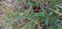 Smilax campestris
