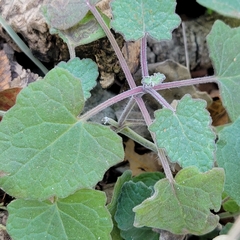 Salvia roemeriana