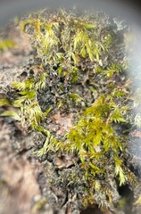 Forsstroemia trichomitria