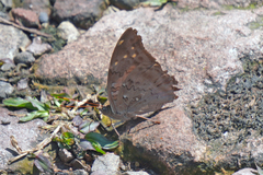 Historis acheronta