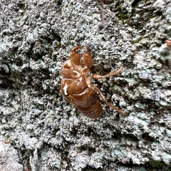 Amphipsalta zelandica