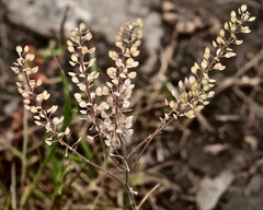 Lepidium densiflorum