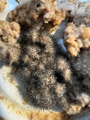 Aspergillus